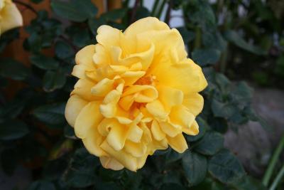 ماریرنا هتل