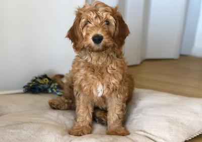 اُون ایپانما ویسنتی