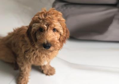 اُون ایپانما ویسنتی