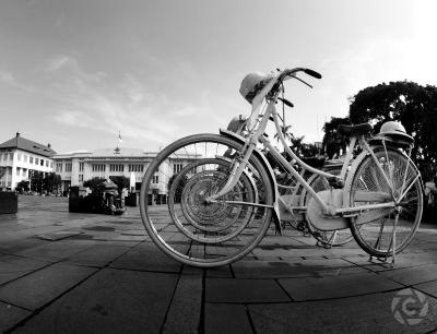 گولدن تولیپ پاسر بار