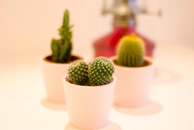 توریستا دا ترینداد