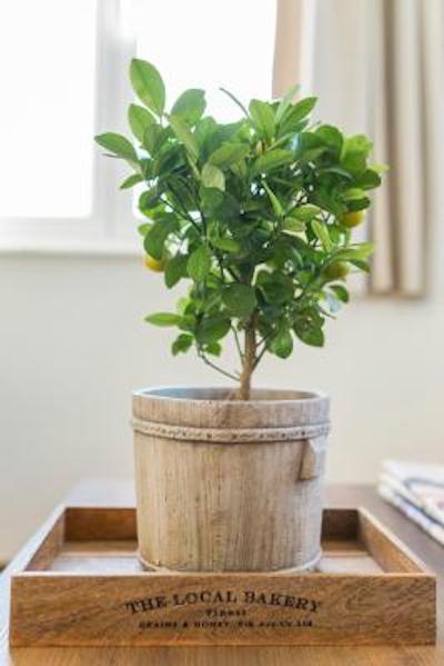 د آتن ادیشن لاکچری سوئیتس