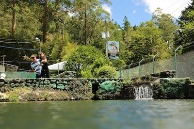 بامبیتو ریزرت