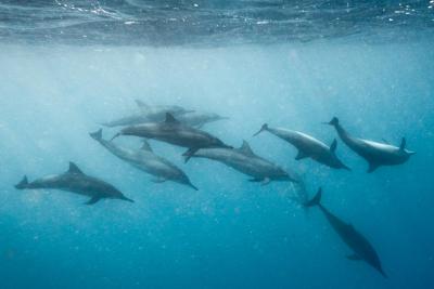 سایی لاگون مالدیو