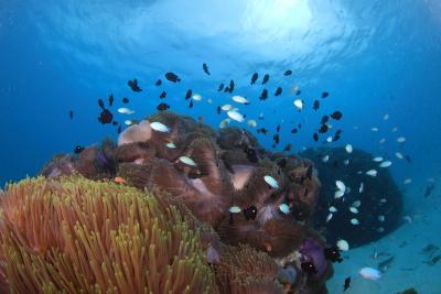 سایی لاگون مالدیو