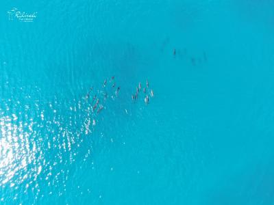 ریهیولی د دریم