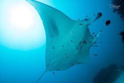 ریهیولی د دریم