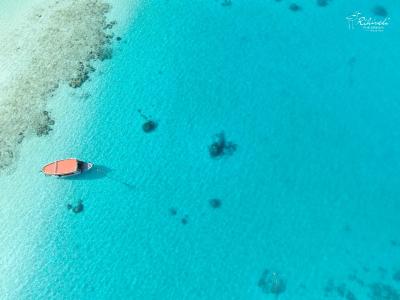 ریهیولی د دریم