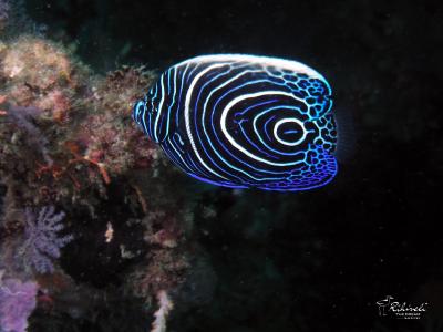 ریهیولی د دریم