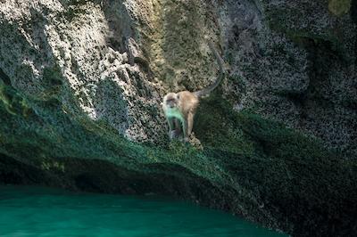 فی فی ککو بیچ ریزرت