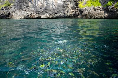 فی فی ککو بیچ ریزرت