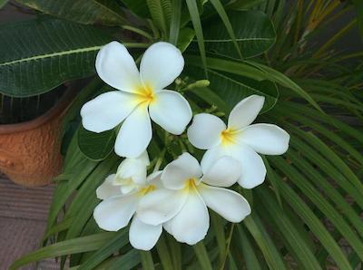 مو2 استایلیش