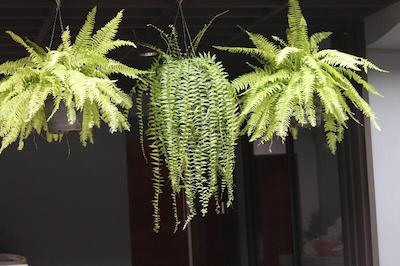 د سیلور استاگ 5 مینز بی تی اس 9 مینز جی مارکت