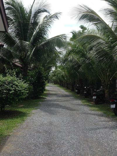 نایا بانگالو