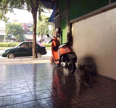 نیچربلیس بوتیک رزیدنس