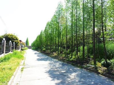 شانگهای پودان گ دیزنی ریسورت ایرپورت تاون اکسپرس