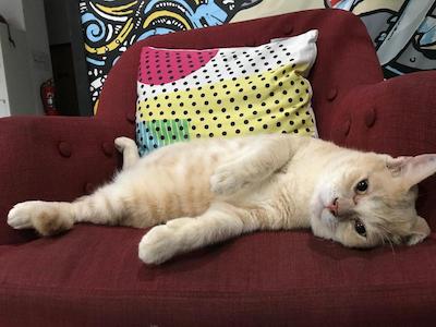 بدباکس گست هاوس هاستل