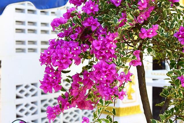پی کی رزیدنس
