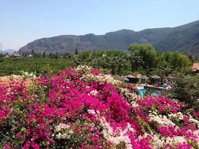 باهاوس ریسورت