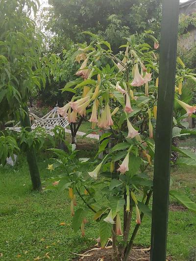 باهاوس ریسورت