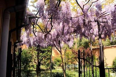 البرگو سن ویتل