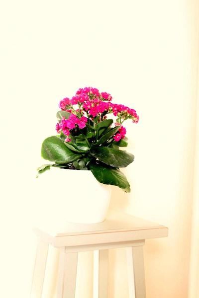 هتل ویلا آزورا