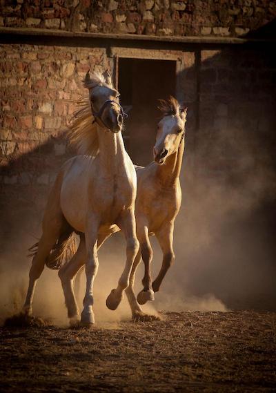 بانوار ویلاز پلیس