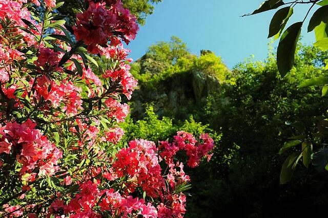 سیمگه پنسیون