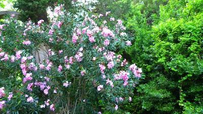 سیمگه پنسیون