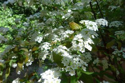 سیمگه پنسیون