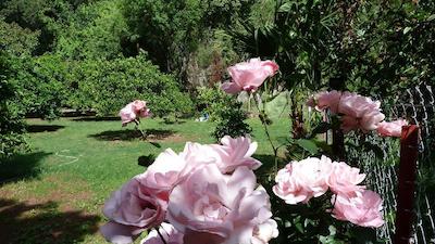 سیمگه پنسیون