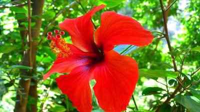 سیمگه پنسیون