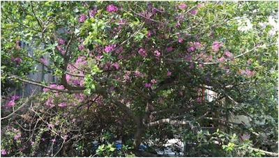 بنتلی ز هتل کلابا