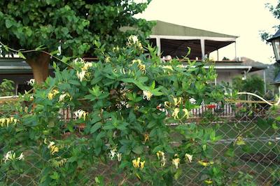 ماوی پنسیون