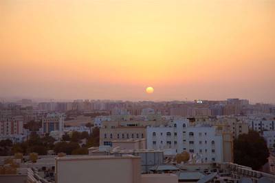 رویال تولیپ موسکات