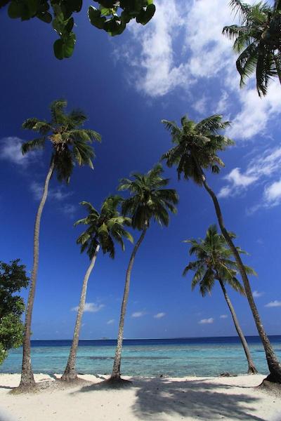 لوکال آیلند این