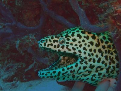 اولهوماتی ویوو این