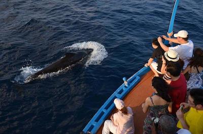 اولهوماتی ویوو این