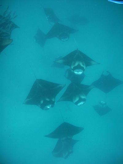 اولهوماتی ویوو این