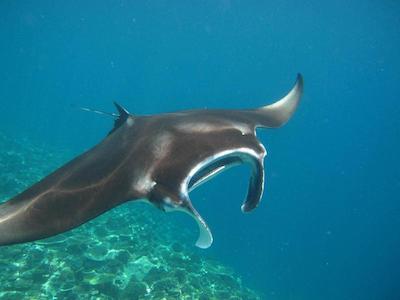 اولهوماتی ویوو این