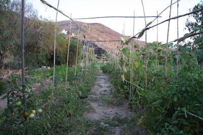 پلاگوس اویا