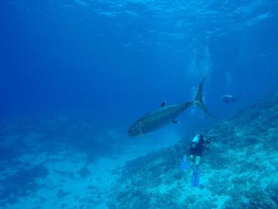 اویلا مانتا ویلیج