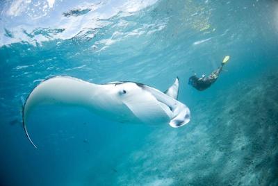 اویلا مانتا ویلیج