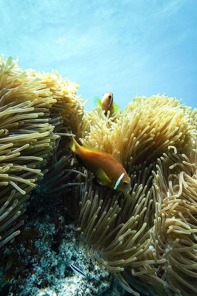 کیلا این