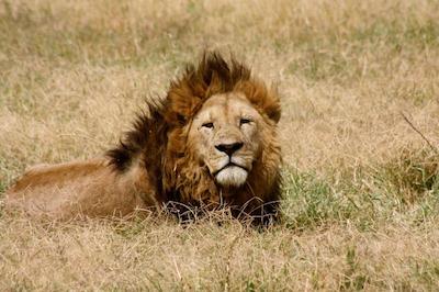 د ویجیجی سنتر لاگ اند سافاری