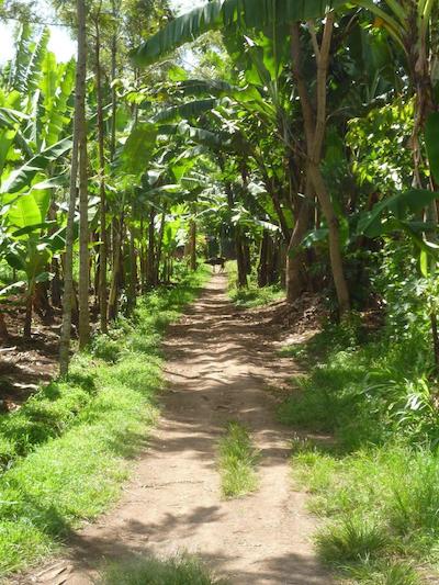 د ویجیجی سنتر لاگ اند سافاری