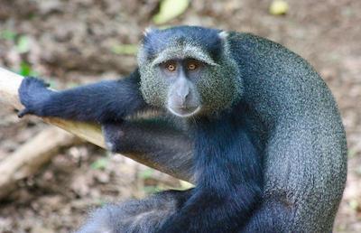 د ویجیجی سنتر لاگ اند سافاری