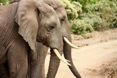 د ویجیجی سنتر لاگ اند سافاری