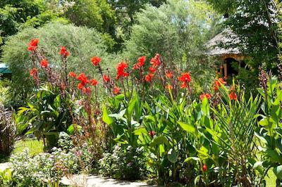 د ویجیجی سنتر لاگ اند سافاری