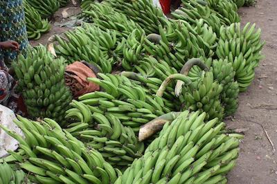 د ویجیجی سنتر لاگ اند سافاری